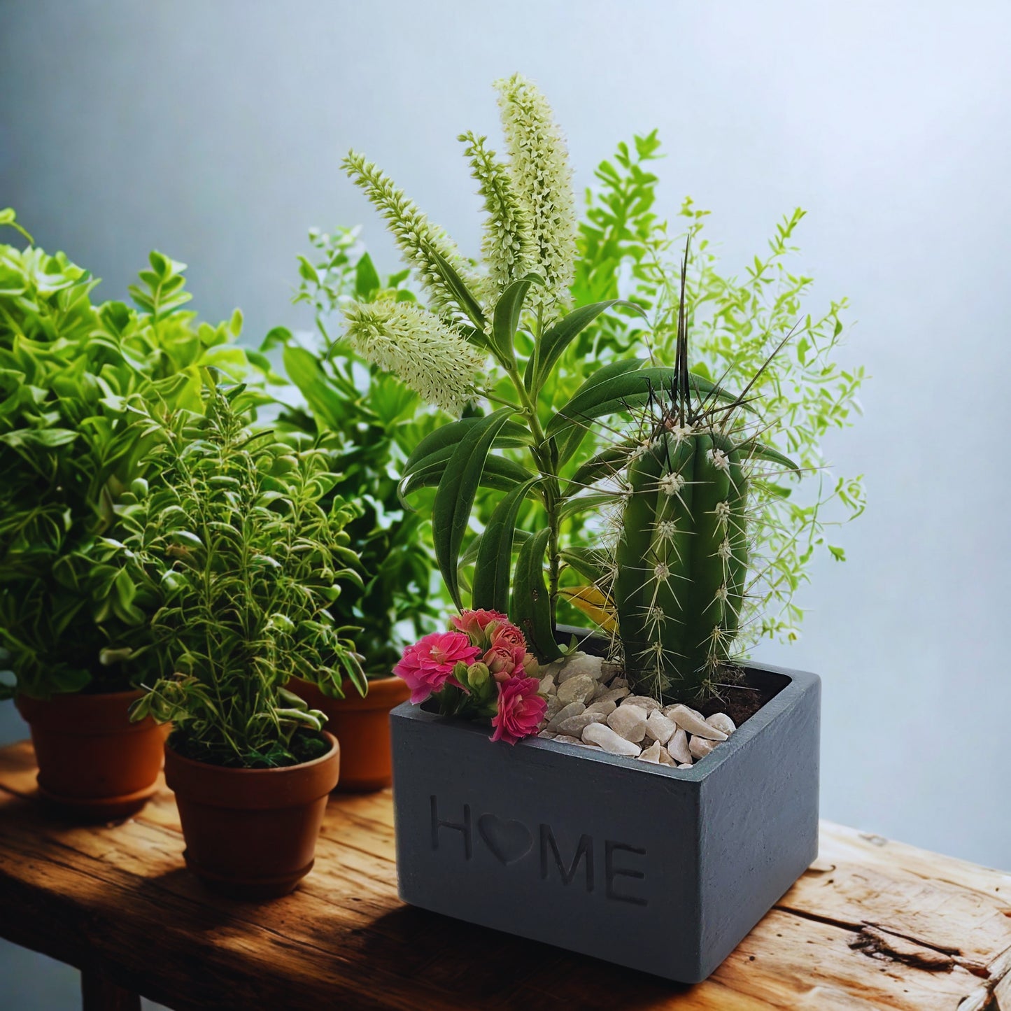 Collection of potted plants on a wooden surface with a 'HOME' planter.