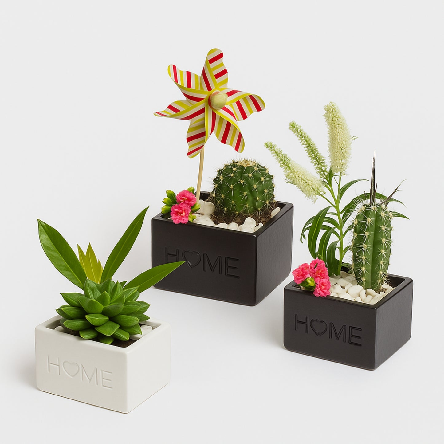Set of small potted plants with 'HOME' branding on a white background