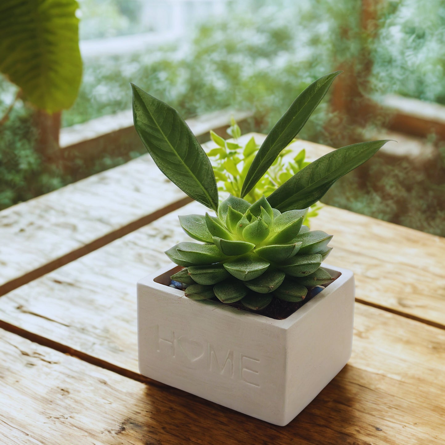 Small potted plant in a white planter with 'HOME' embossed on it, placed on a wooden surface.