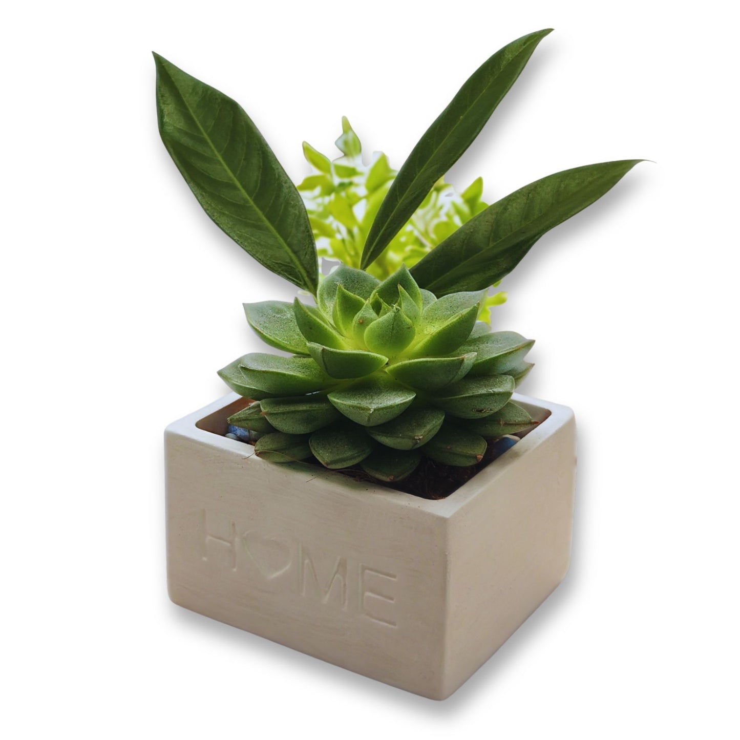 Green succulent plant in a White planter with 'HOME' embossed on it against a white background