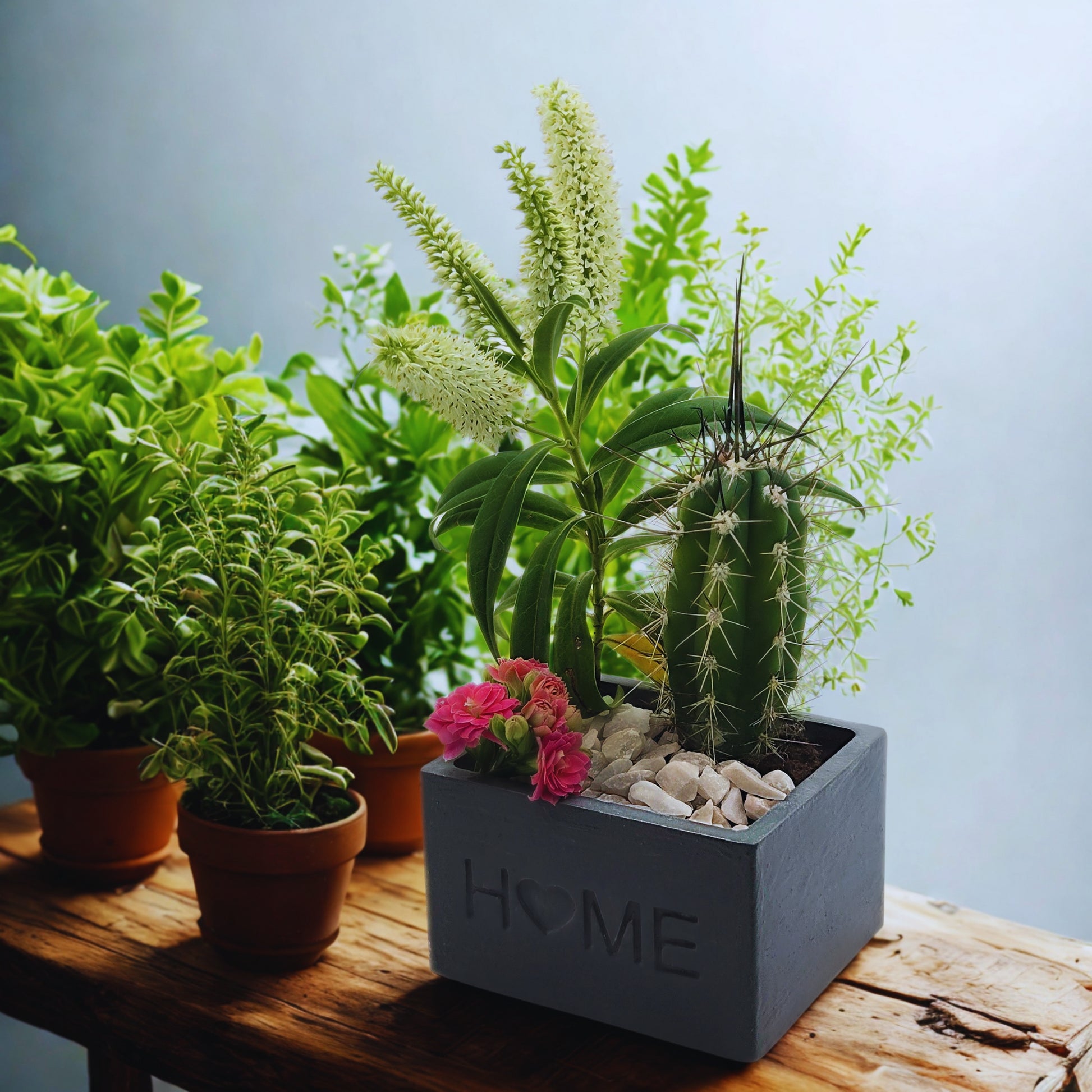 Collection of potted plants on a wooden surface with a 'HOME' planter.