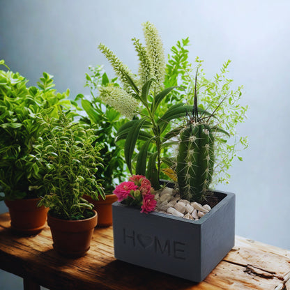 Collection of potted plants on a wooden surface with a 'HOME' planter.